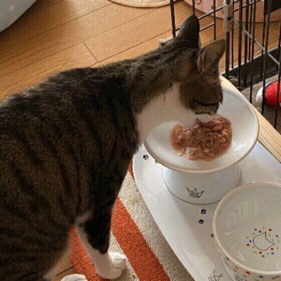 同じフードしか食べない 猫の食事の悩みq A ねこのきもちnews