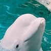 しま🏝️スカニア🚛トレーラー乗り🔎エコロケ🏝️◀◁◀((((🐬ベルーガ🐬