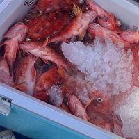 宜蘭手釣、船釣新鮮魚貨