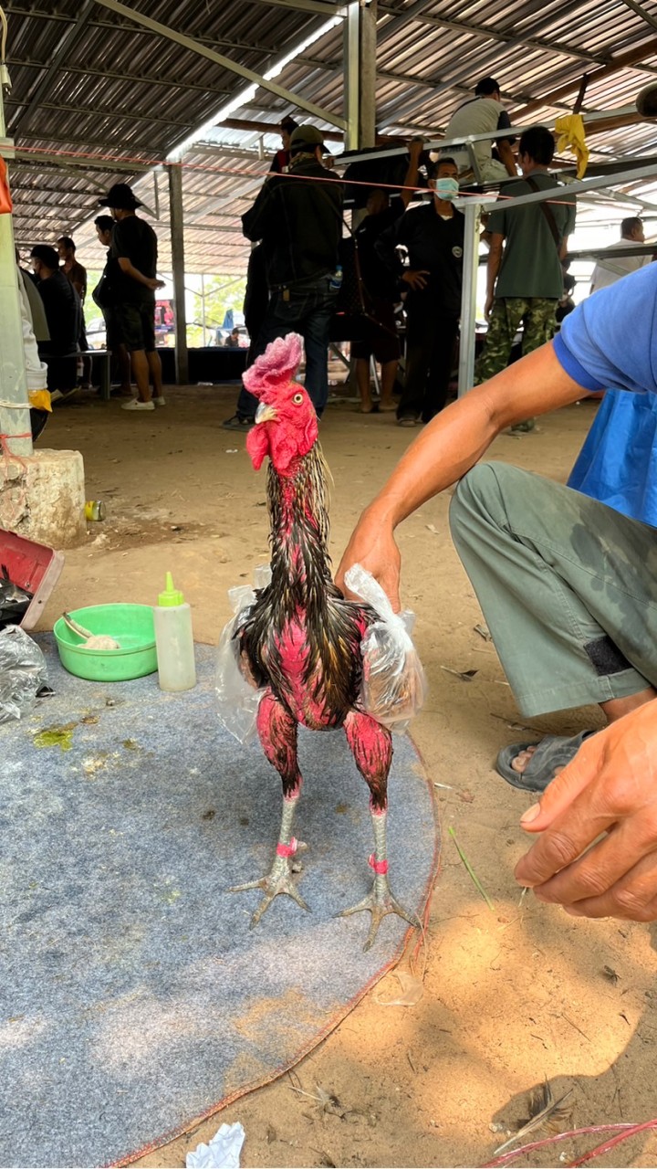 ไกรสิงห์ฟาร์ม กาฬสินธุ์