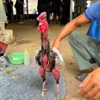 ไกรสิงห์ฟาร์ม กาฬสินธุ์