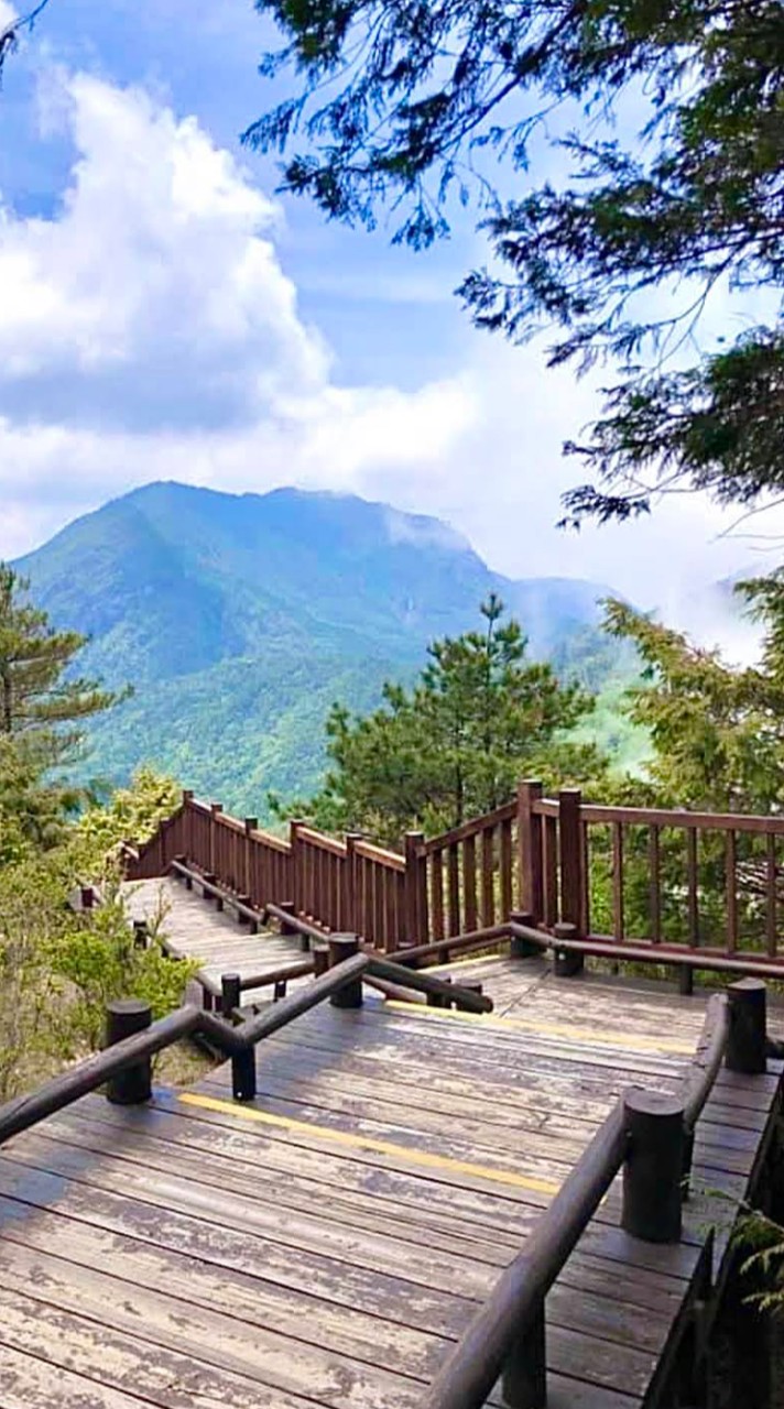 11/19觀霧一日遊，觀霧遊憩區中，最有名的景點為榛山森林浴步道，當中林木參天，豎立道路兩旁，是極輕