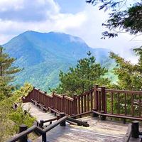 11/19觀霧一日遊，觀霧遊憩區中，最有名的景點為榛山森林浴步道，當中林木參天，豎立道路兩旁，是極輕