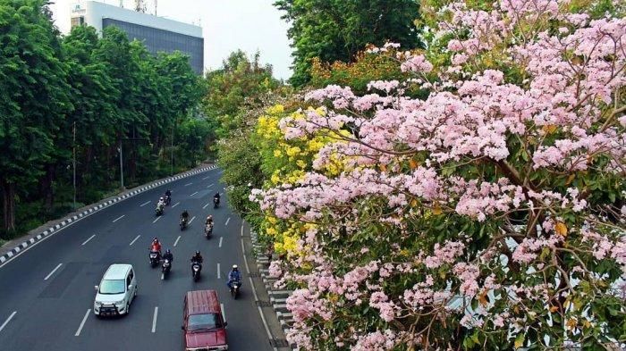 4 Fakta Bunga Tabebuya Yang Mirip Dengan Bunga Sakura Jepang