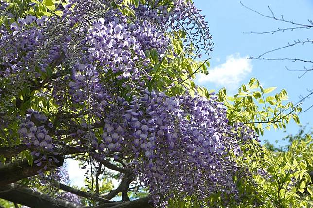 日本紫藤花 賞完粉色櫻花還有紫藤瀑布 日本紫藤名所大集合 Tripresso旅遊咖 Line Today