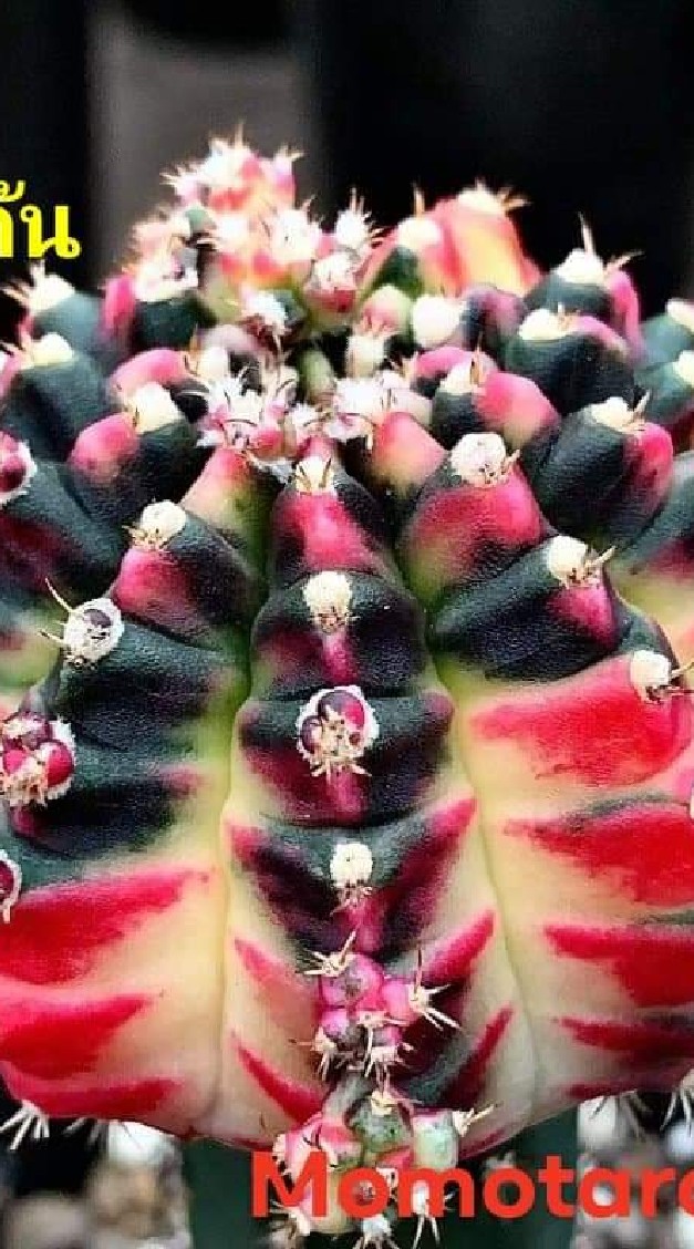 สวนดั้นด้น