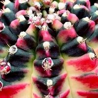 สวนดั้นด้น
