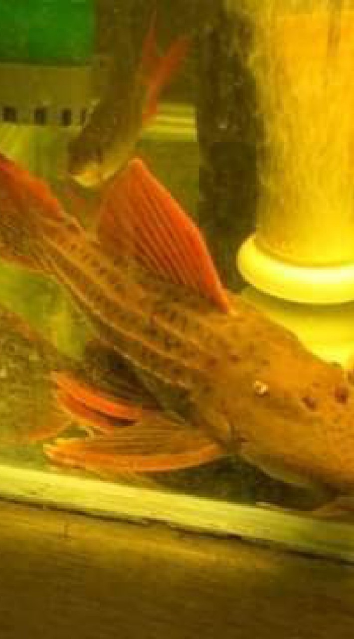 水族競標販售區