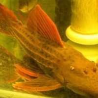 水族競標販售區