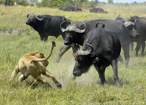 Cape Buffalo, si pemakan rumput yang banyak membunuh manusia