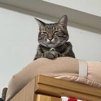 KZ日本代購