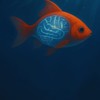 我們不是金魚腦