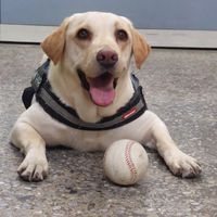 校犬志工隊