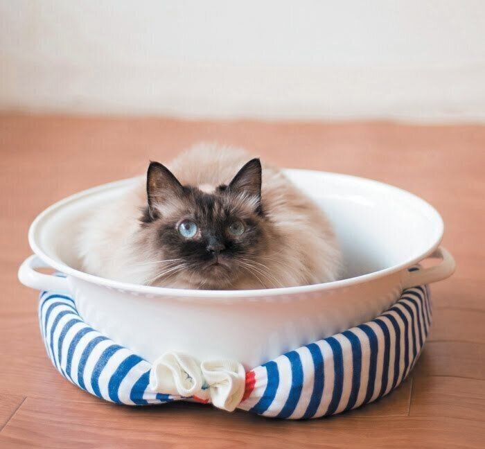 圧がすごすぎ 飼い主のことを監視してくる猫の実態を調査