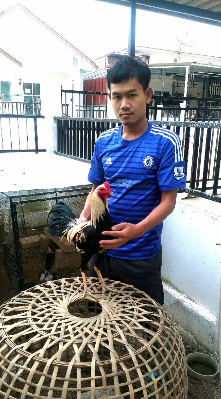 ส.หาญ ฟาร์ม ไก่ชนพม่าตีเชิง