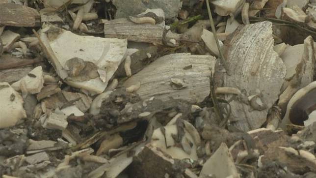 Ngeri! Pria Ini Pakai Kulit Kerang untuk Bangun Jalan, 3 Hari Kemudian Hal Mengerikan pun Terjadi!