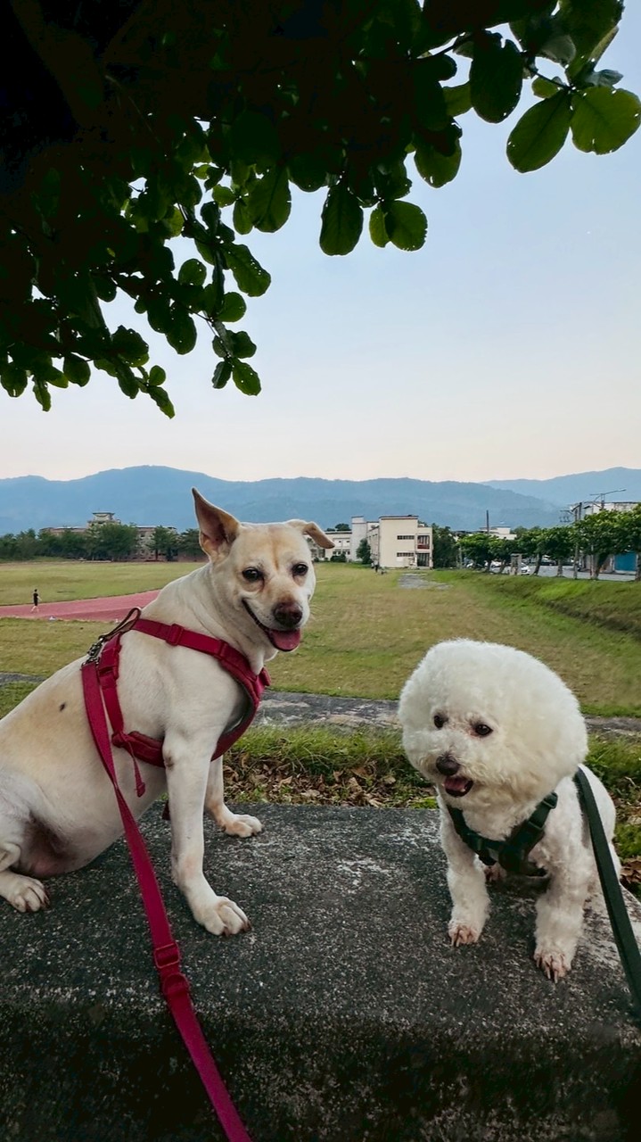 歡多家族
