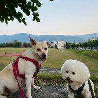 歡多家族