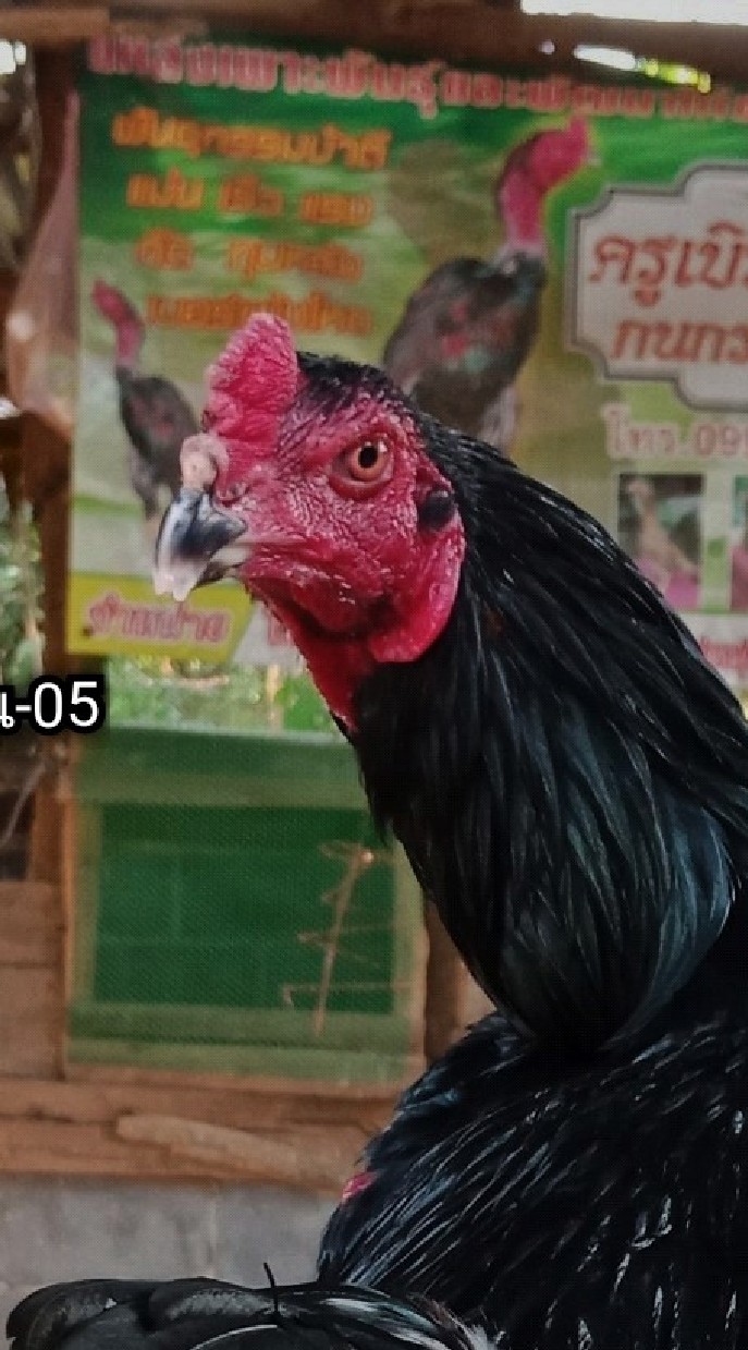 ครูเบิร์ด ไก่เดือยทอง