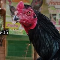 ครูเบิร์ด ไก่เดือยทอง