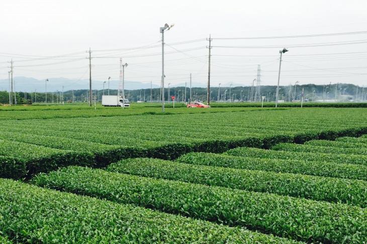 日本三大銘茶京都宇治茶