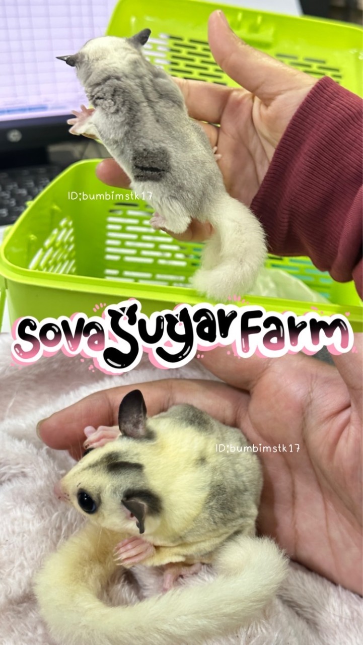 ซื้อขาย ชูก้าไกลเดอร์ ชูก้า ชูการ์ไกลเดอร์ sugarglider sugar