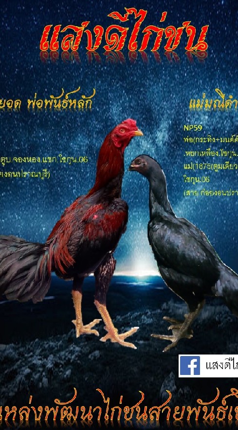แสงดีไก่ชน