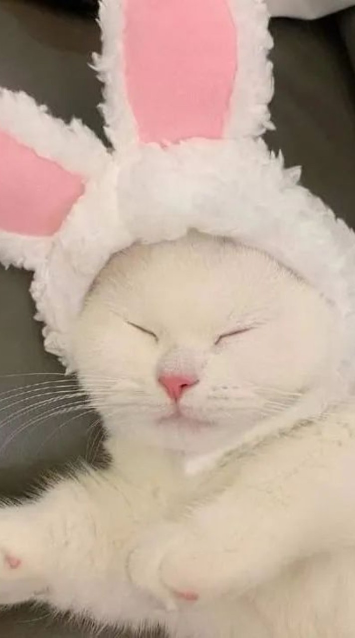 妘妘給小K貓的行政工作