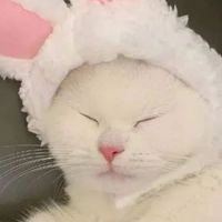 妘妘給小K貓的行政工作