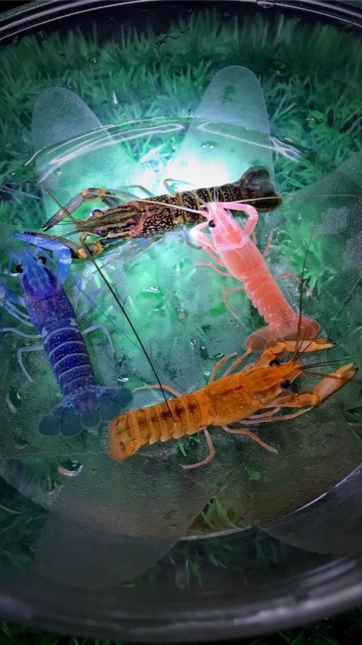 พูดคุยเรื่องกุ้งก้ามแดง