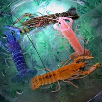 พูดคุยเรื่องกุ้งก้ามแดง