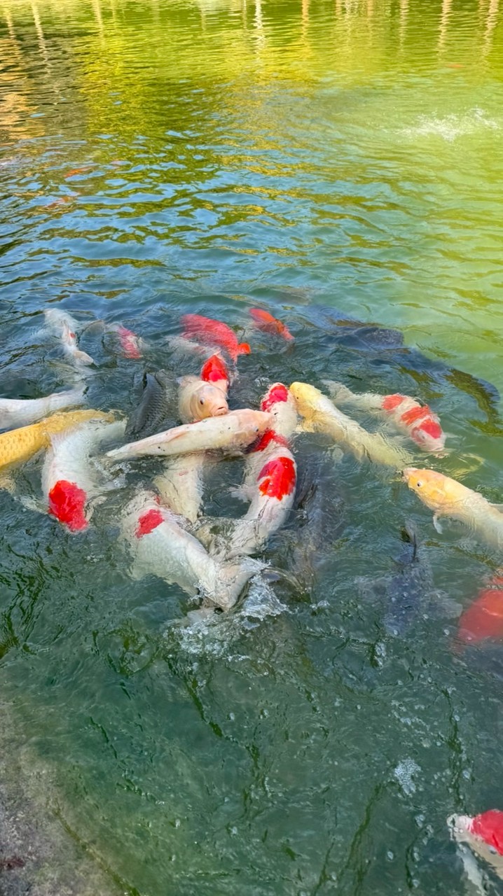苗格格主管群