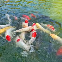 苗格格主管群