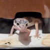 カナヘビ、ニホントカゲ…初心者の相談、質問部屋（爬虫類全般）