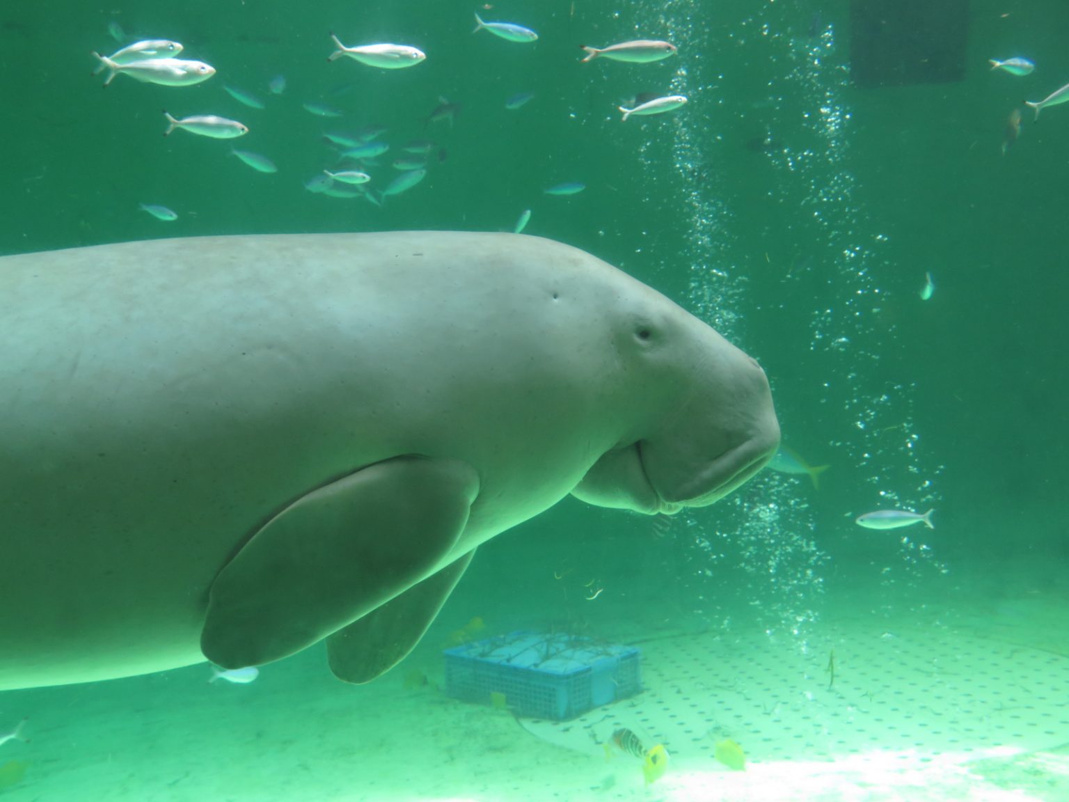 【日本三重吃玩旅遊攻略】鳥羽水族館 美人魚「儒艮」