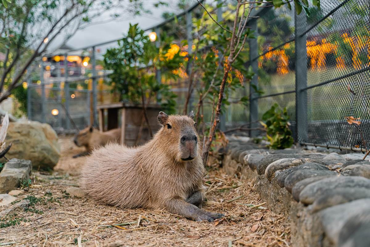 「最南端溫泉公園」水豚出沒！近距離餵食太軟萌，加碼免費拍大型七彩泡泡
