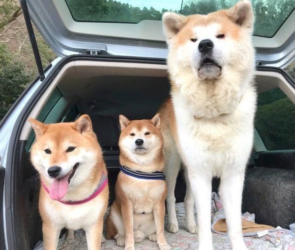 柴犬サイズだった秋田犬が見た目も中身も大人に成長