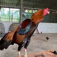 ซุ้ม ส.กษัตริย์ฟาร์ม ร้อยเอ็ด