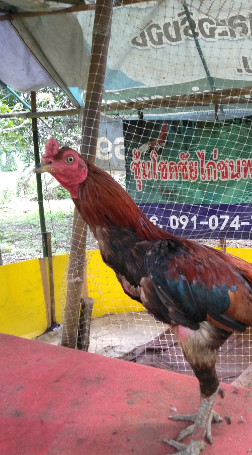 โชคชัยไก่ชนพะเยา