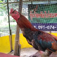 โชคชัยไก่ชนพะเยา