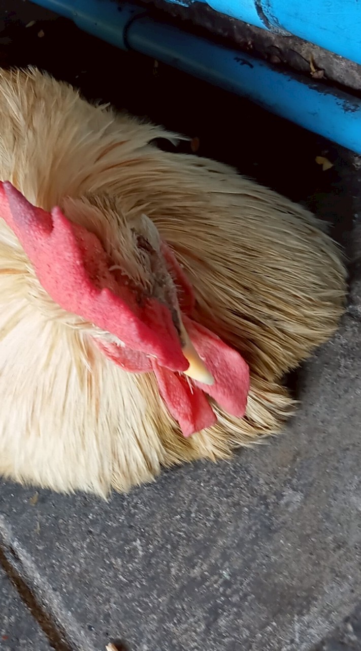 สมาคมคนรักhotline miami