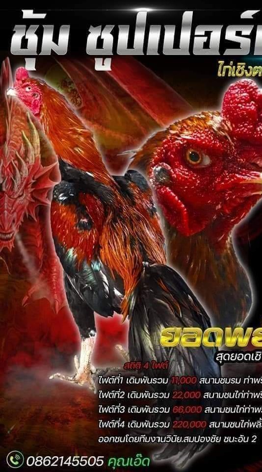 ซูปเปอร์เอ๊ด แหล่งพัฒนาไก่ใช้เดือยจัด(SPS)