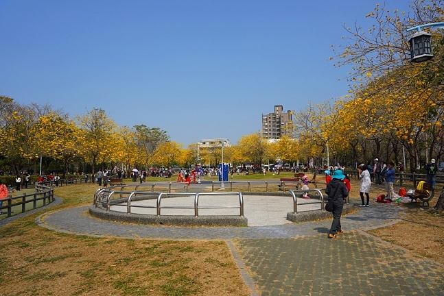 2023廍子公園黃花風鈴木花況,台中最美的黃金公園,廍子公園黃花風鈴木,廍子公園黃花風鈴木花況