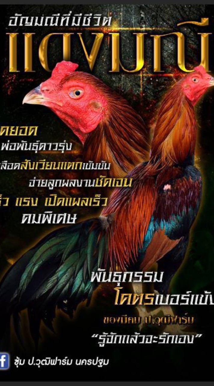 แหล่งพัฒนา สายเลือดไก่เงินล้าน ป.วุฒิ โก้วเซ้ม เเละสวนอินทัช
