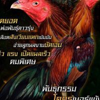 แหล่งพัฒนา สายเลือดไก่เงินล้าน ป.วุฒิ โก้วเซ้ม เเละสวนอินทัช