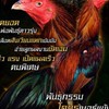 แหล่งพัฒนา สายเลือดไก่เงินล้าน ป.วุฒิ โก้วเซ้ม เเละสวนอินทัช