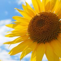 🌻🍉エミりんのお部屋🌻🍉【発言禁止】