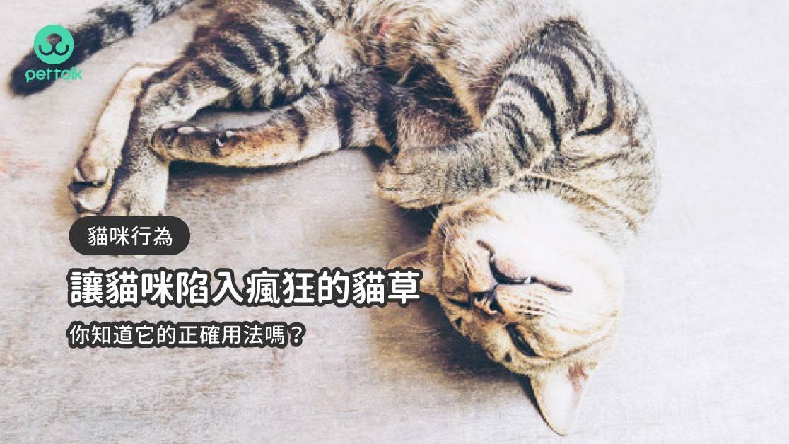 讓貓咪陷入瘋狂的貓草 你知道它的正確用法嗎 貓行為獸醫 林子軒 Pettalk說寵物 Line Today