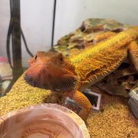 レオパ、フトアゴ大好きな人あつまれー