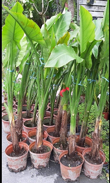 花花世界_喬木--馬達加斯加海芋--高大植物/高120~130公分/Ts